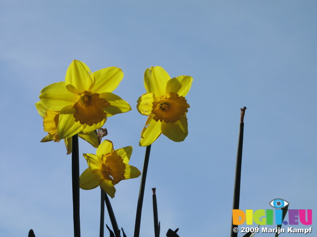 SX03619 Backlit Daffodils against blue sky (Narcissus Obvallaris)